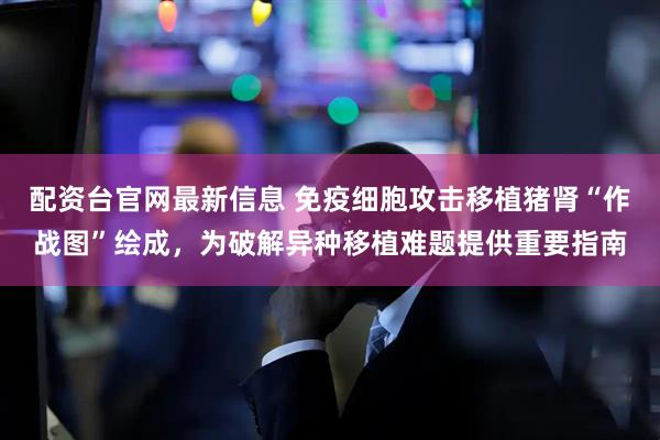 配资台官网最新信息 免疫细胞攻击移植猪肾“作战图”绘成，为破解异种移植难题提供重要指南